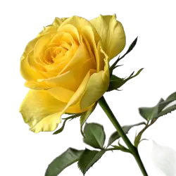 Imagen PNG para descargar